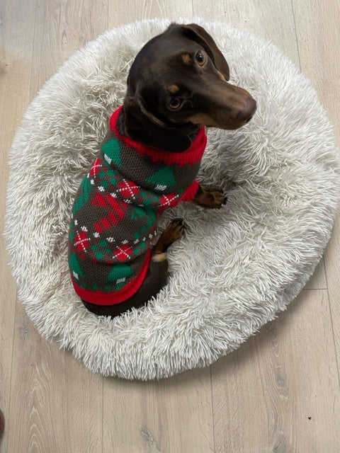 En brun hund med en röd och grön jultröja.